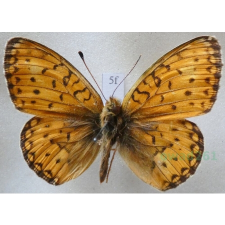 Argynnis adippe tianschanica (Alphéraky, 1881) Dostojka adype Kazachstan5f